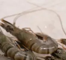 Tender Black Tiger Shrimp