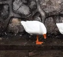 Signature Oil-Poured Shrimp