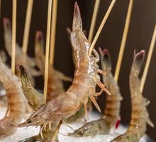 Giant Tiger Prawn
