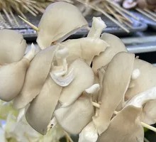 Enoki Mushroom