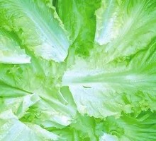 Lettuce