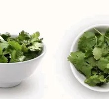 Cilantro