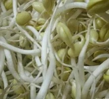 Bean sprouts