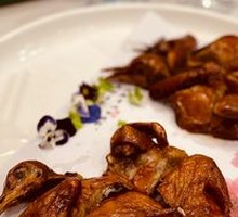 Young Pigeon with Milk