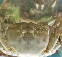 Live June Yellow Crab