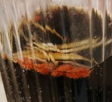 Ginger-Flavored Coke