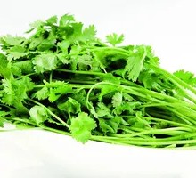 Cilantro