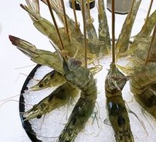 Deep Sea Shrimp