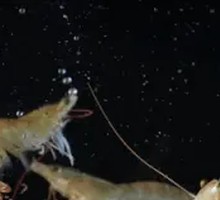 Dry Pot Garlic Shrimp