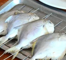 Spanish Mackerel