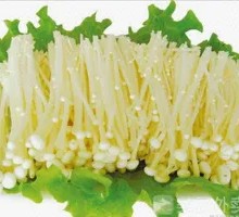 Enoki Mushroom