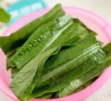Oilseed lettuce