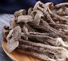Antler Mushroom
