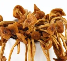 Camphor Tree Mushroom