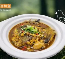 Organic Fish Tail from Reservoir