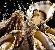 Fresh Oyster Freedom