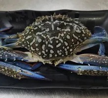 Mao Crab
