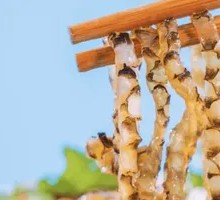 Signature Crisp Fish Skin