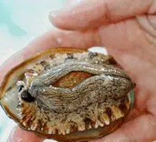 Abalone