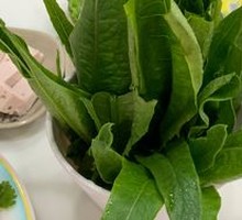 Oilseed lettuce