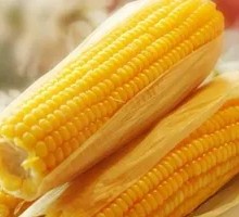 青玉米