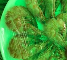 Boiled Shrimp in Salt Water