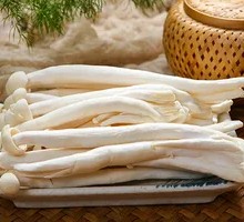 White Cloud Mushroom