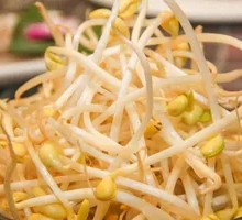 Mung Bean Sprouts