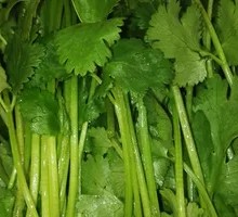 Cilantro