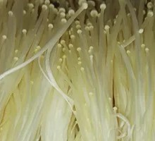Enoki Mushroom