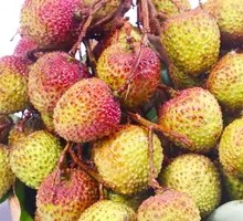 精选妃子笑荔枝