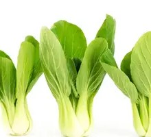 Chinese cabbage