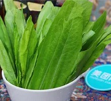 Oilseed lettuce
