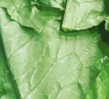Oilseed lettuce