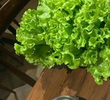 Lettuce