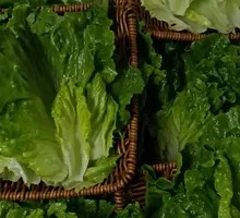 Premium Roman Lettuce
