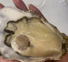 Sashimi-Grade Oyster
