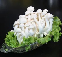 White Cloud Mushroom