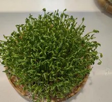 Live Bean Sprouts