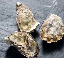 Fresh Milk Sea Oyster