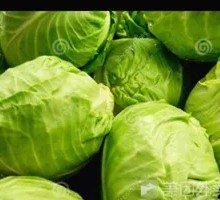 Cabbage