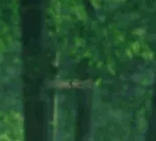 100% Black Tiger Shrimp Dumpling