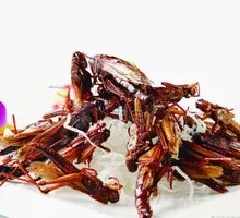 Fried Grasshoppers