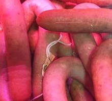 Blood sausage