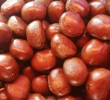 Candied Chestnuts