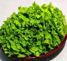 Lettuce