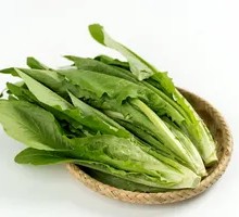 Oilseed lettuce