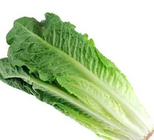 Oilseed lettuce