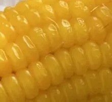 Corn