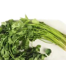 Cilantro